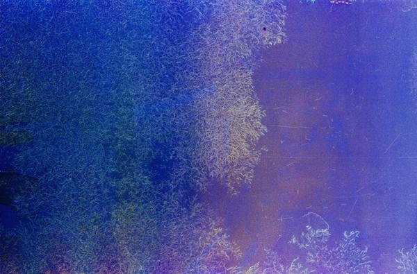 album Kodak Gold 400